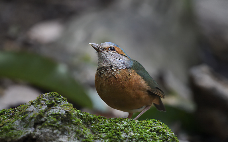 Blue-rumped Pitta (Hydrornis soror) at Cuc Phuong Bird Hides - Northern Vietnam. Photo by: Bui Duc Tien - Vietnam Bird Photography Tours - Vietbirdphototours.com